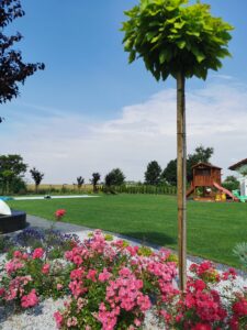 Centrum Ogrodnicze Ostrów Wielkopolski
Rośliny ogrodowe Ostrów Wielkopolski